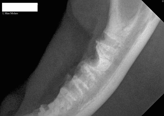 3.	Intra-oral radiograph of the left mandible of a cat with a retained mesial root of the molar tooth.